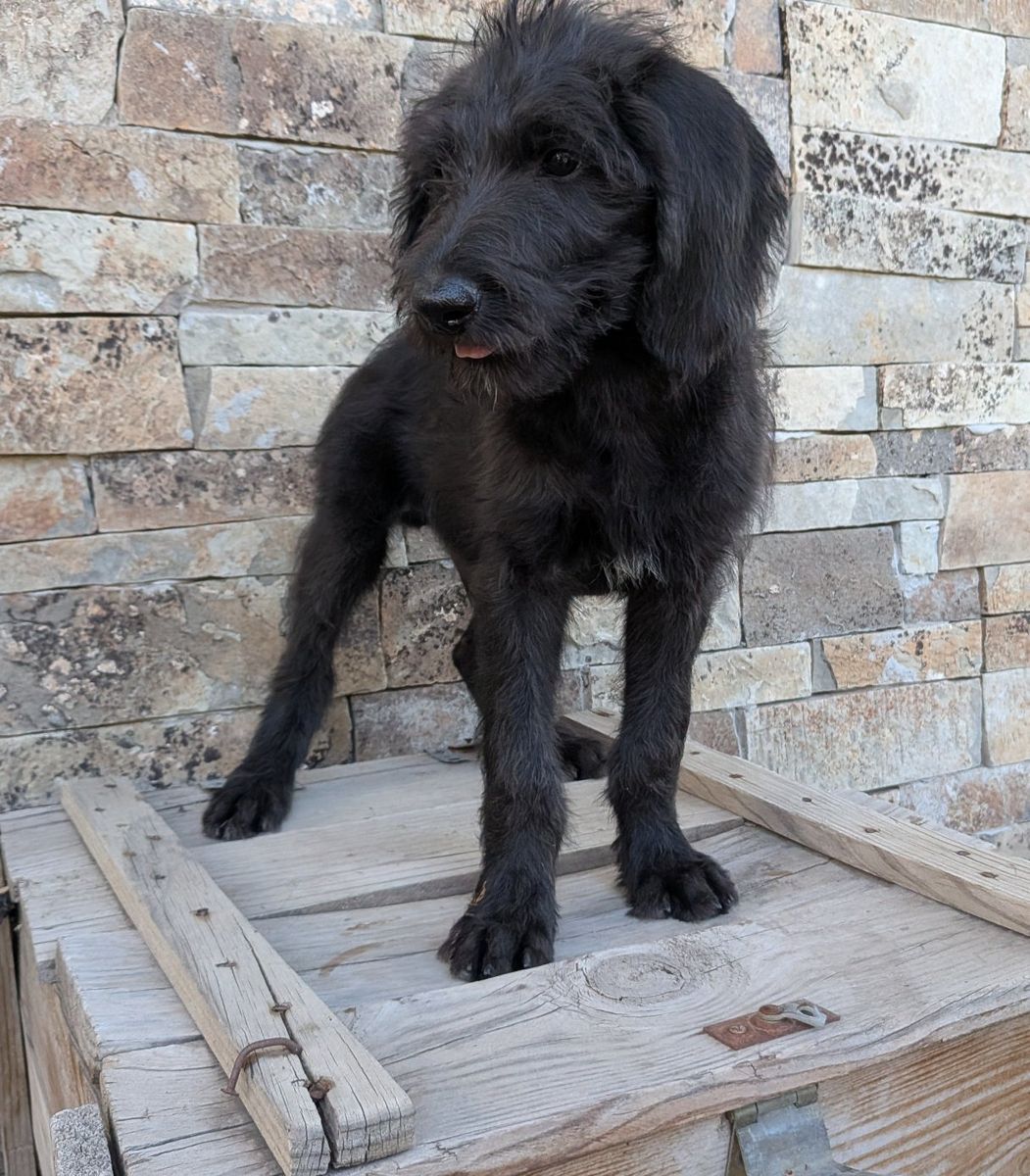 German Wirehair doodle pointer puppies