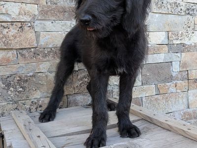 German Wirehair doodle pointer puppies