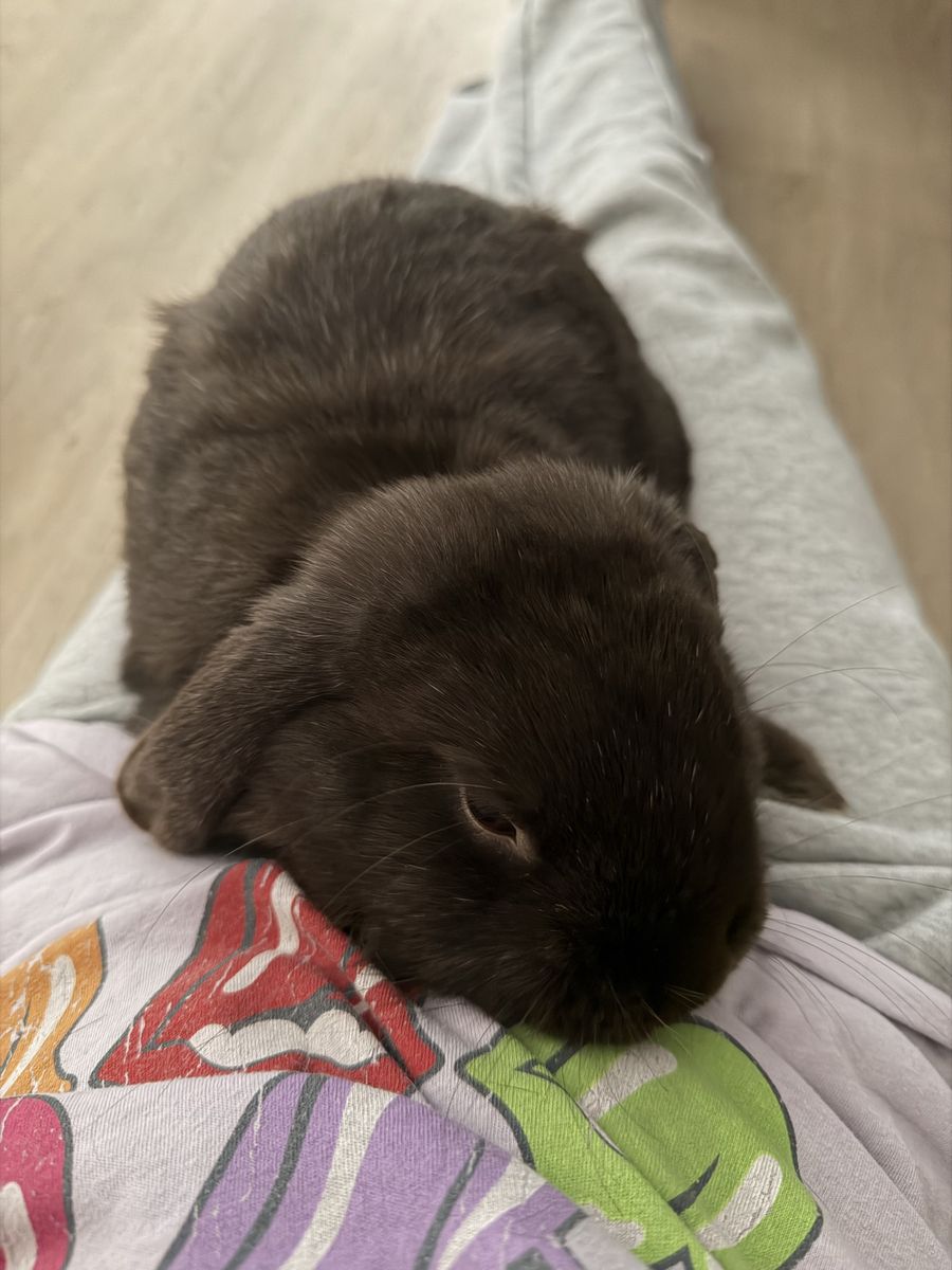 7 month old holland lop