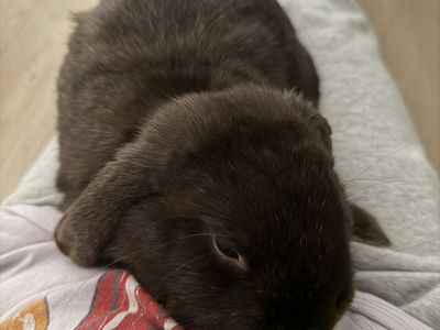 7 month old holland lop