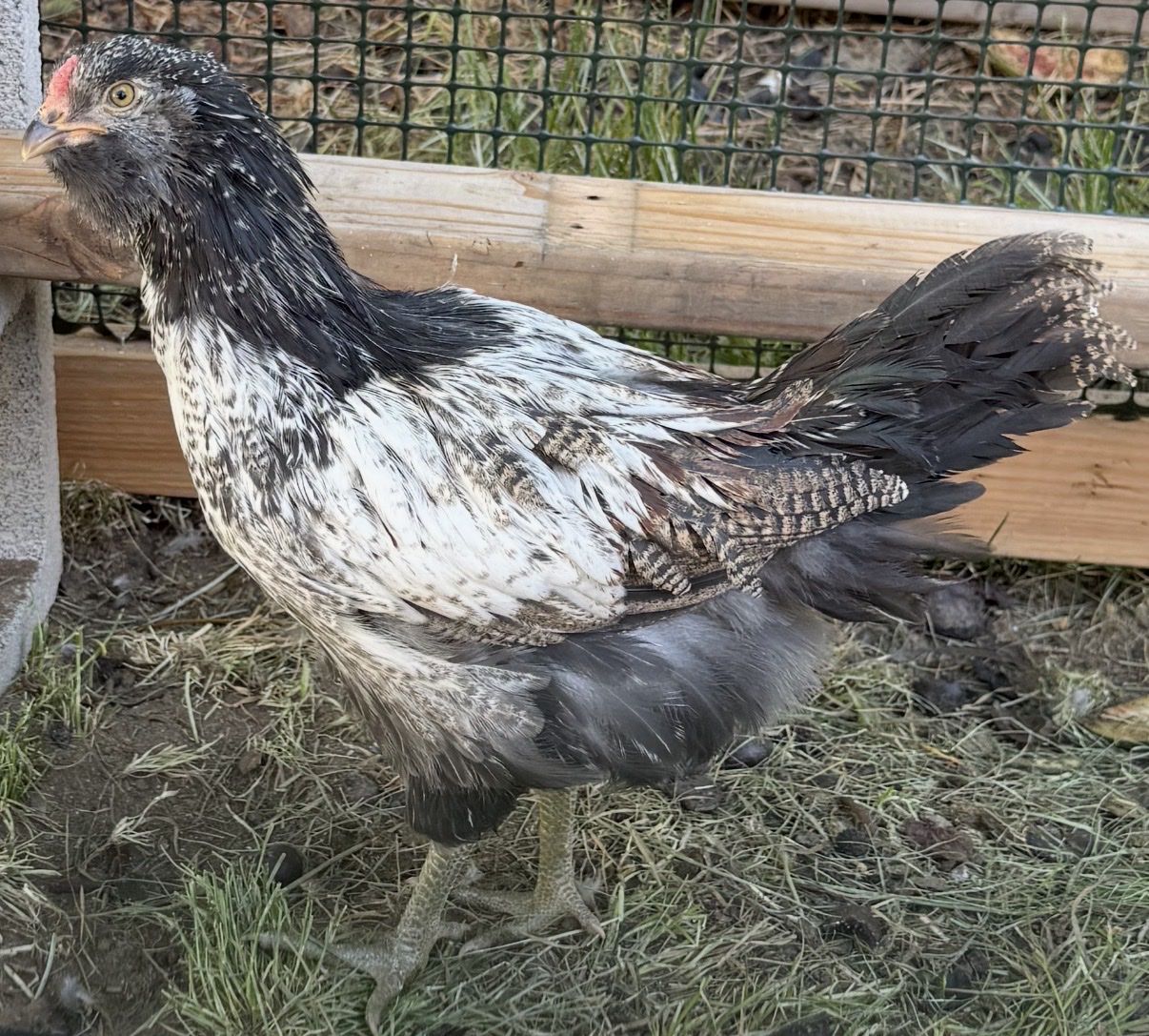 Free 9 Week Cockerel