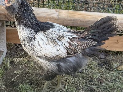 Free 9 Week Cockerel