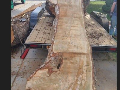 Live Edge Silver Maple Slabs, Pile 1 REDUCED $8.00 Board Ft