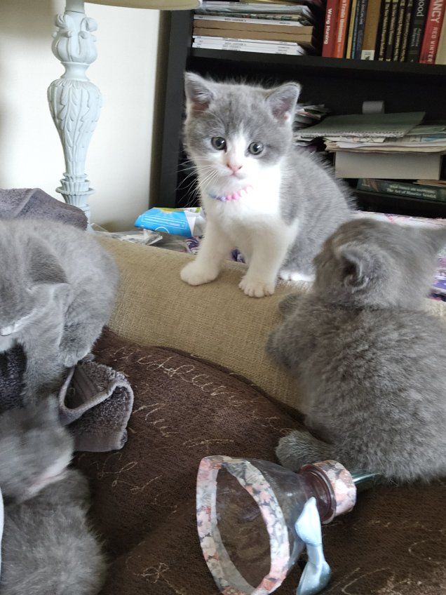 Adorable Gray and White British Shorthair kitten for her Forever Home - Ready 7/16