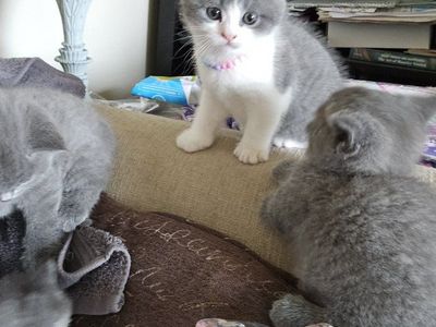 Adorable Gray and White British Shorthair kitten for her Forever Home - Ready 7/16
