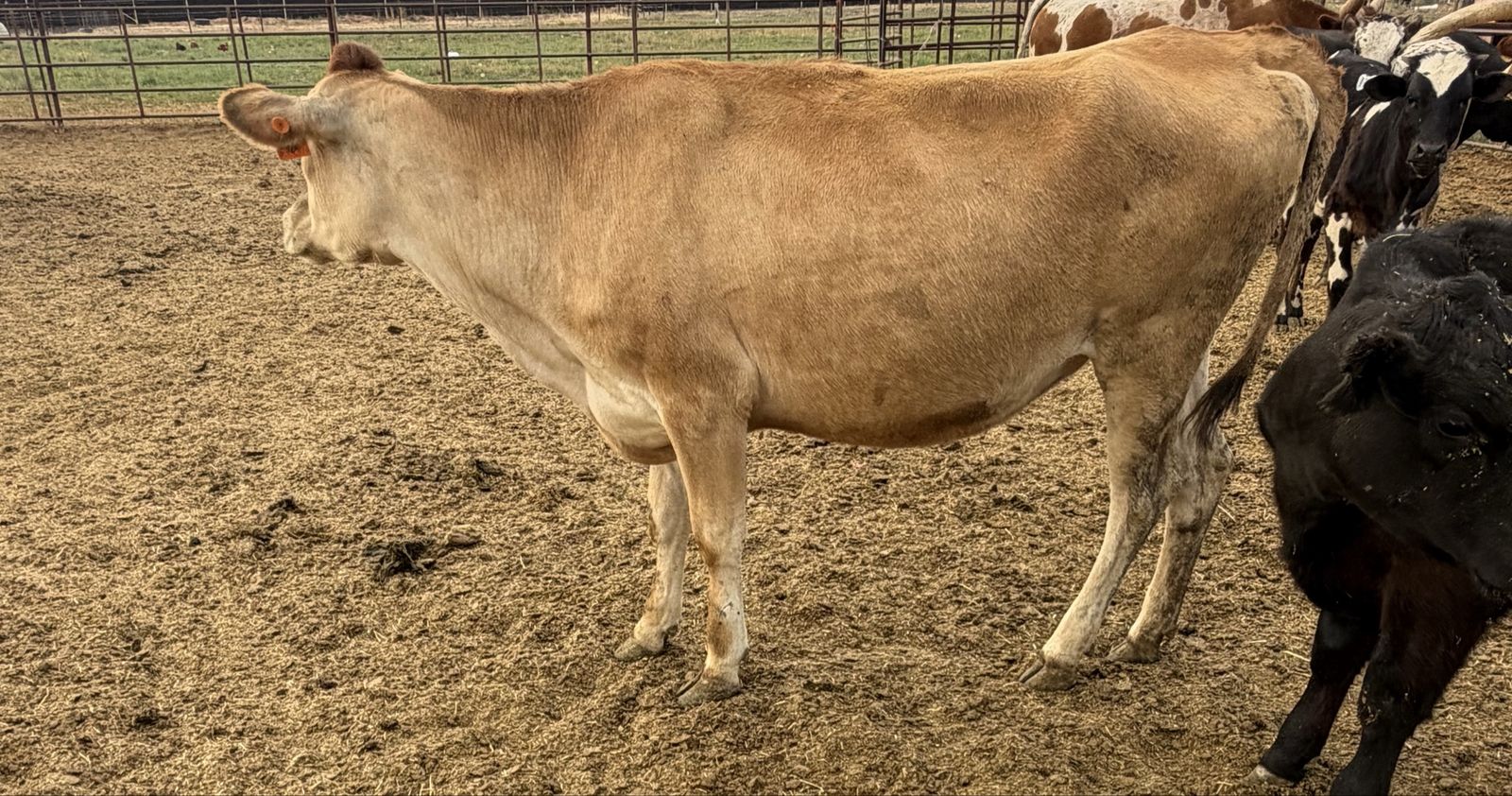 Jersey heifer