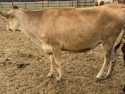 Jersey heifer