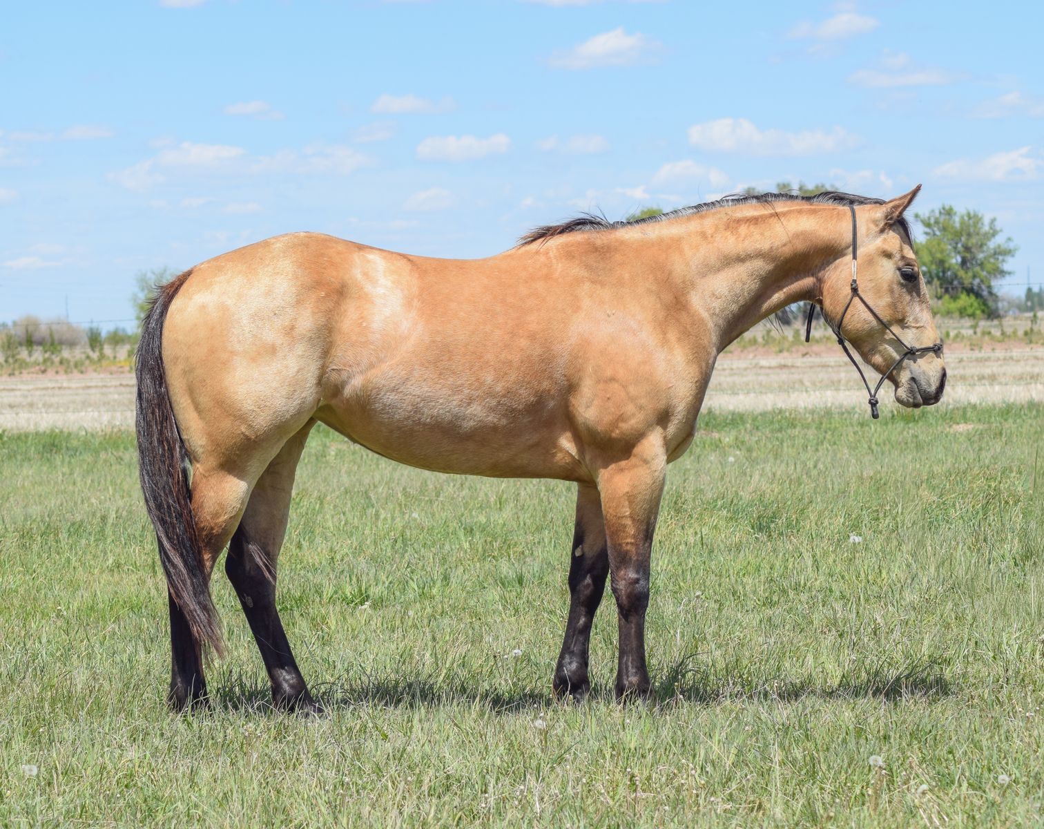 “Badger Creek Drama” – 2023 AQHA buckskin mare