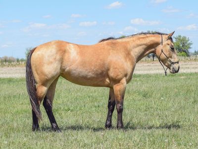 “Badger Creek Drama” – 2023 AQHA buckskin mare