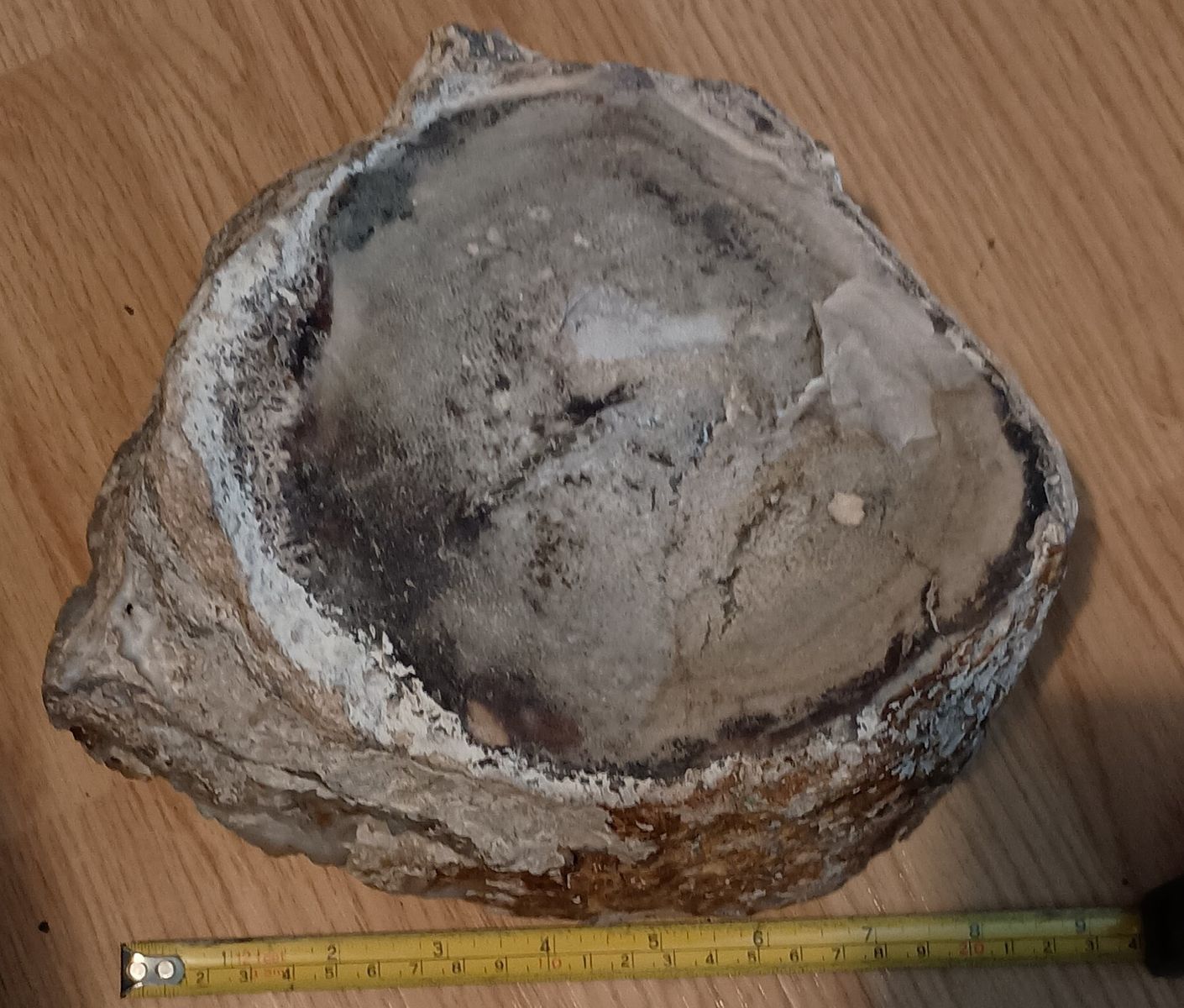 Petrified palm tree stump 