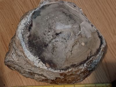 Petrified palm tree stump