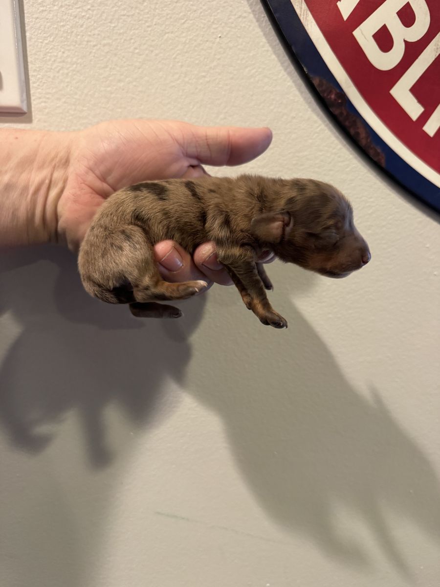 Long Hair Female Dachshund Puppy