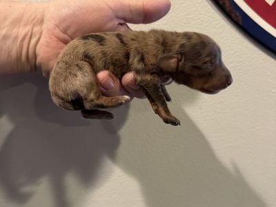Long Hair Female Dachshund Puppy