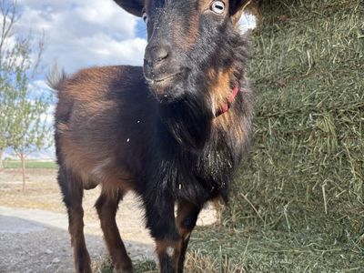 Registered Nigerian Buck