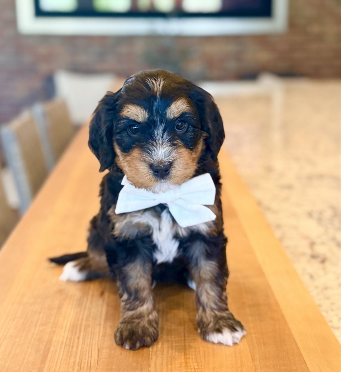 Multigenerational Mini Bernedoodle