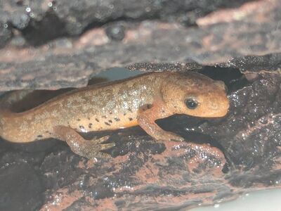 Alpine Newts