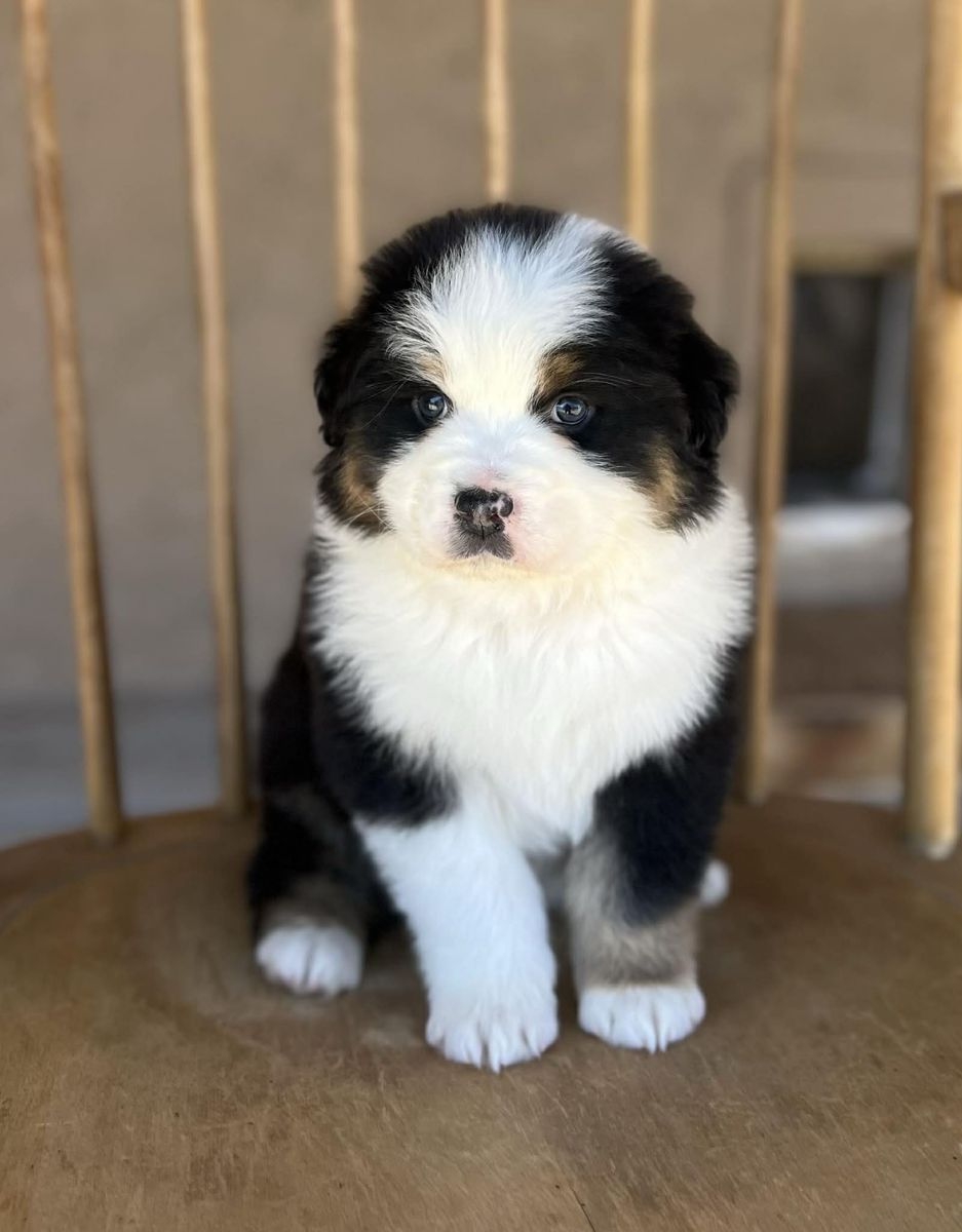 Beautiful Registered Australian shepherd puppies