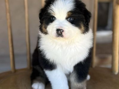 Beautiful Registered Australian shepherd puppies