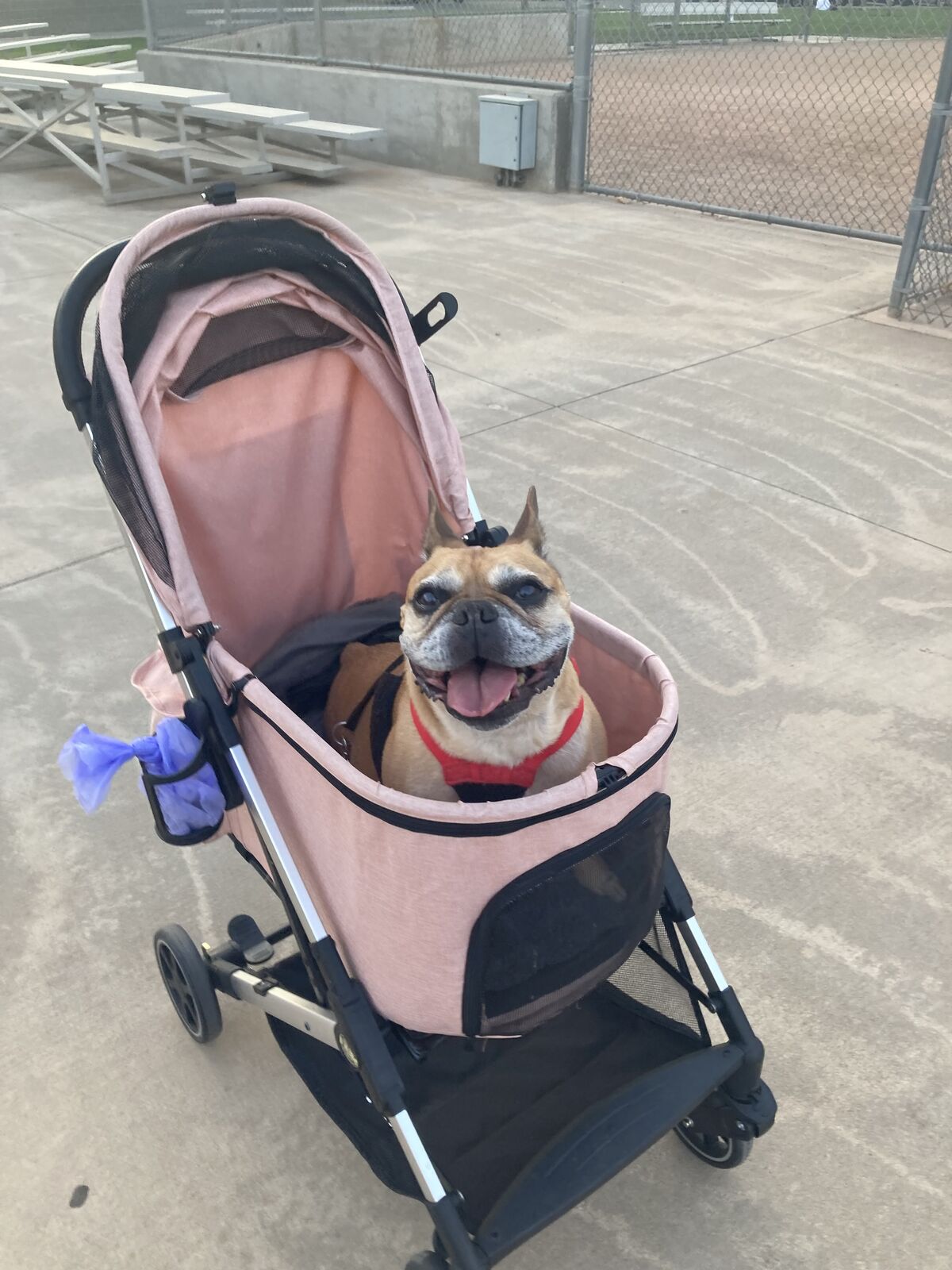 Kenyone Dog or Cat Stroller