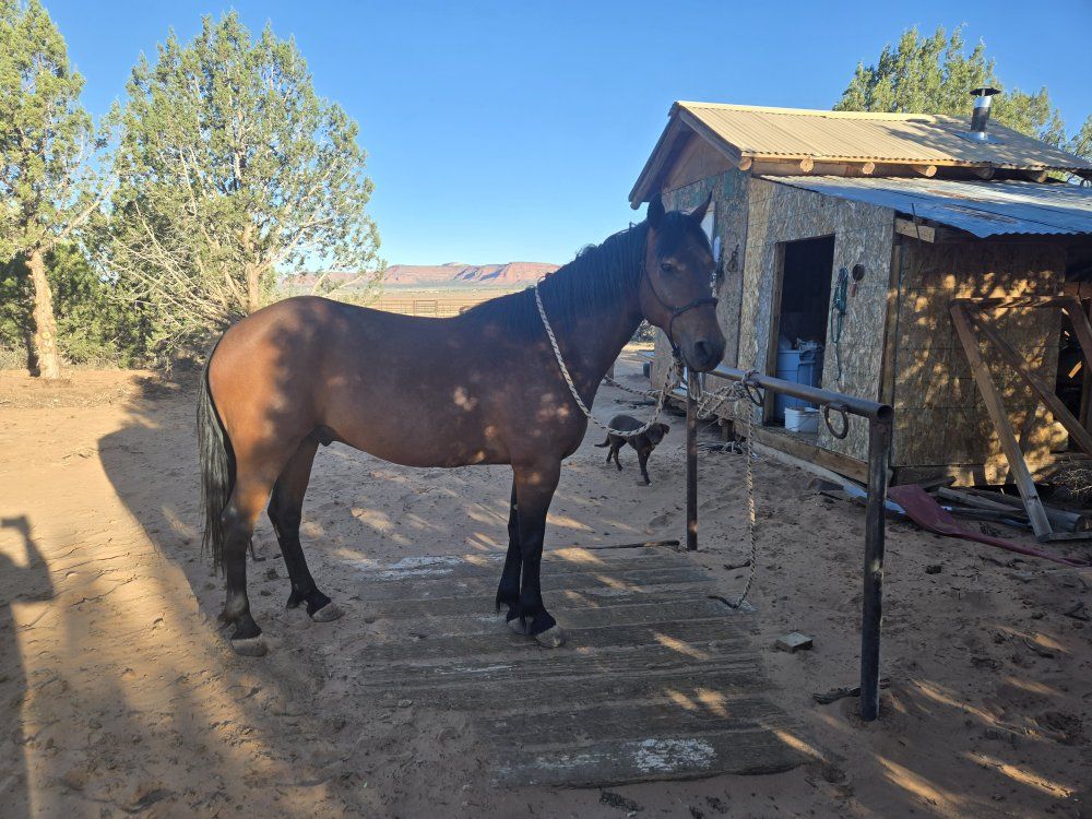 Bay Horse for Sale - grade Gelding