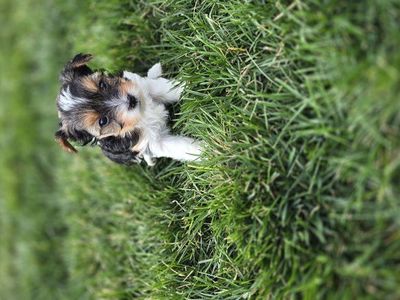 Yorkie Pups