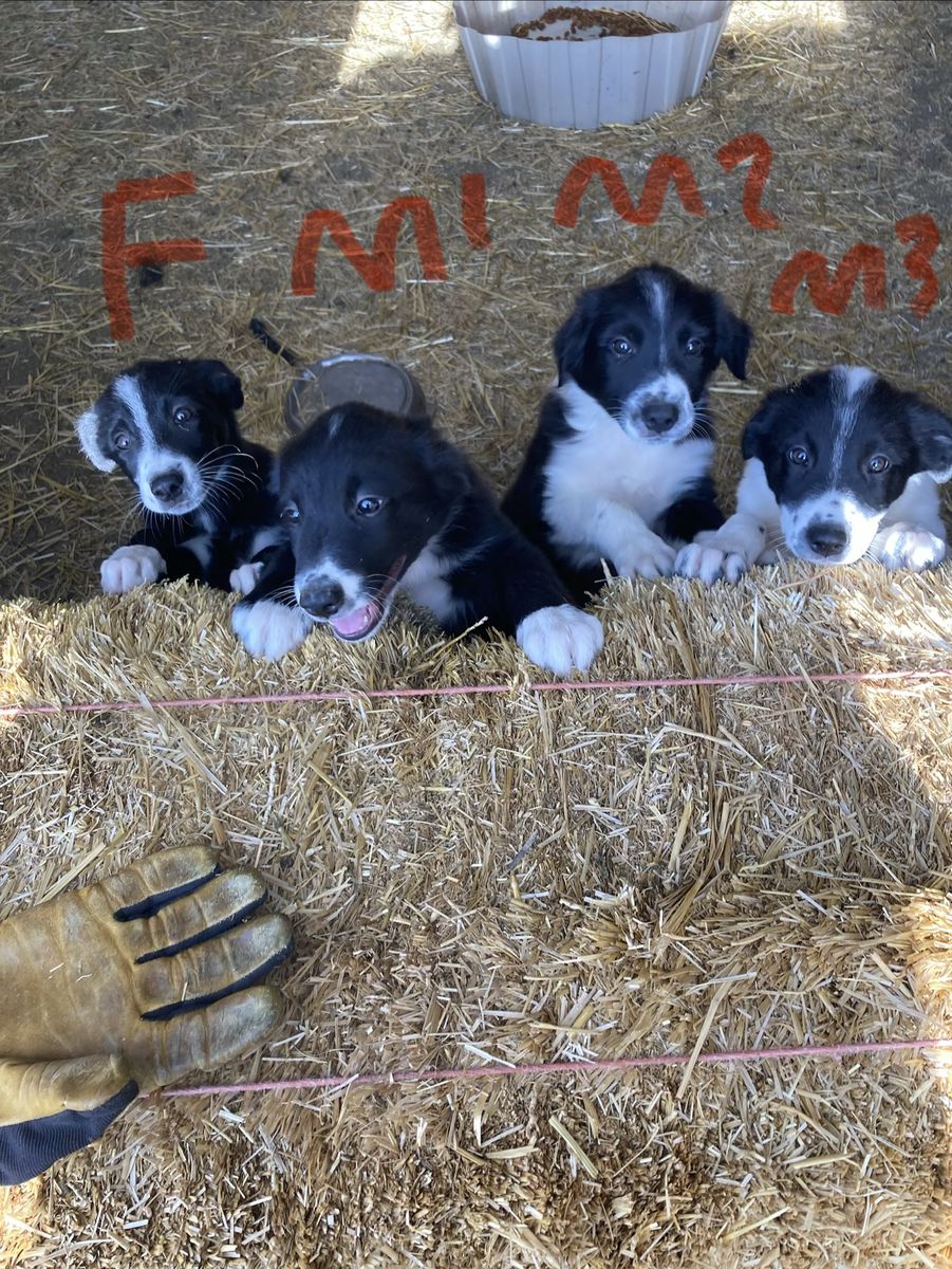 Border Collie Puppies