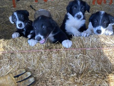 Border Collie Puppies