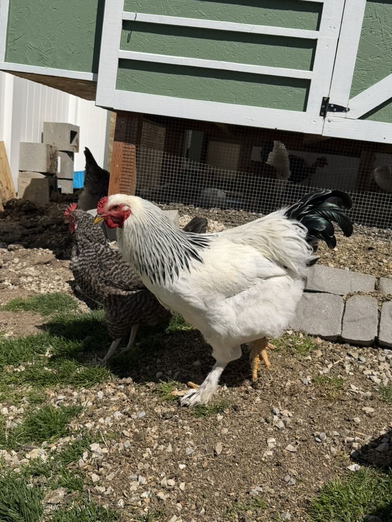 Light brahma Roo And Easter Egger