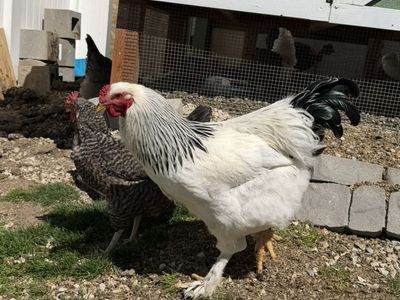 Light brahma Roo And Easter Egger