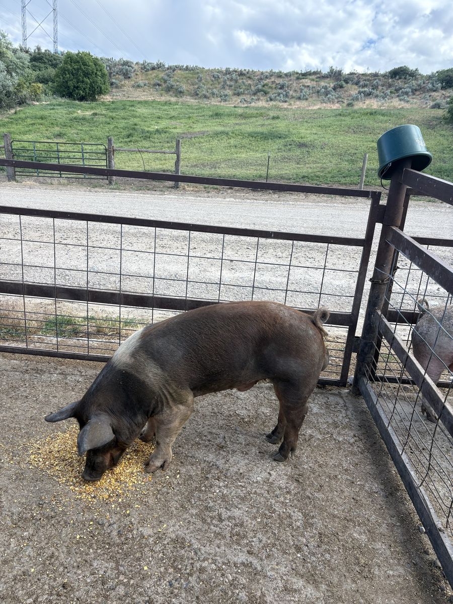 Boar for Sale