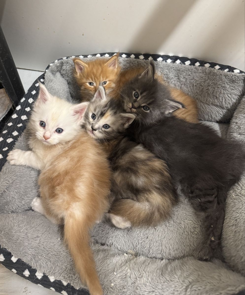 TICA Maine Coon Kittens!