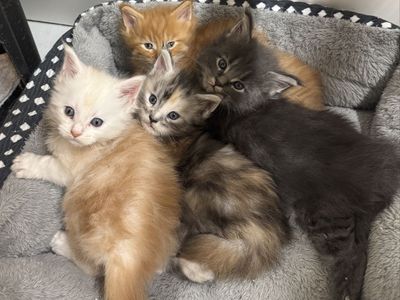 TICA Maine Coon Kittens!
