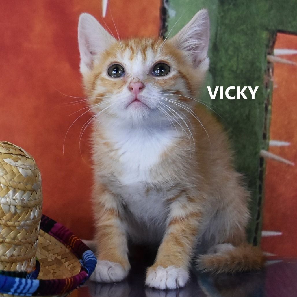 Hello my name is Vicky