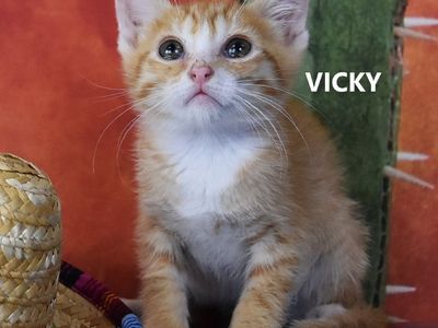 Hello my name is Vicky