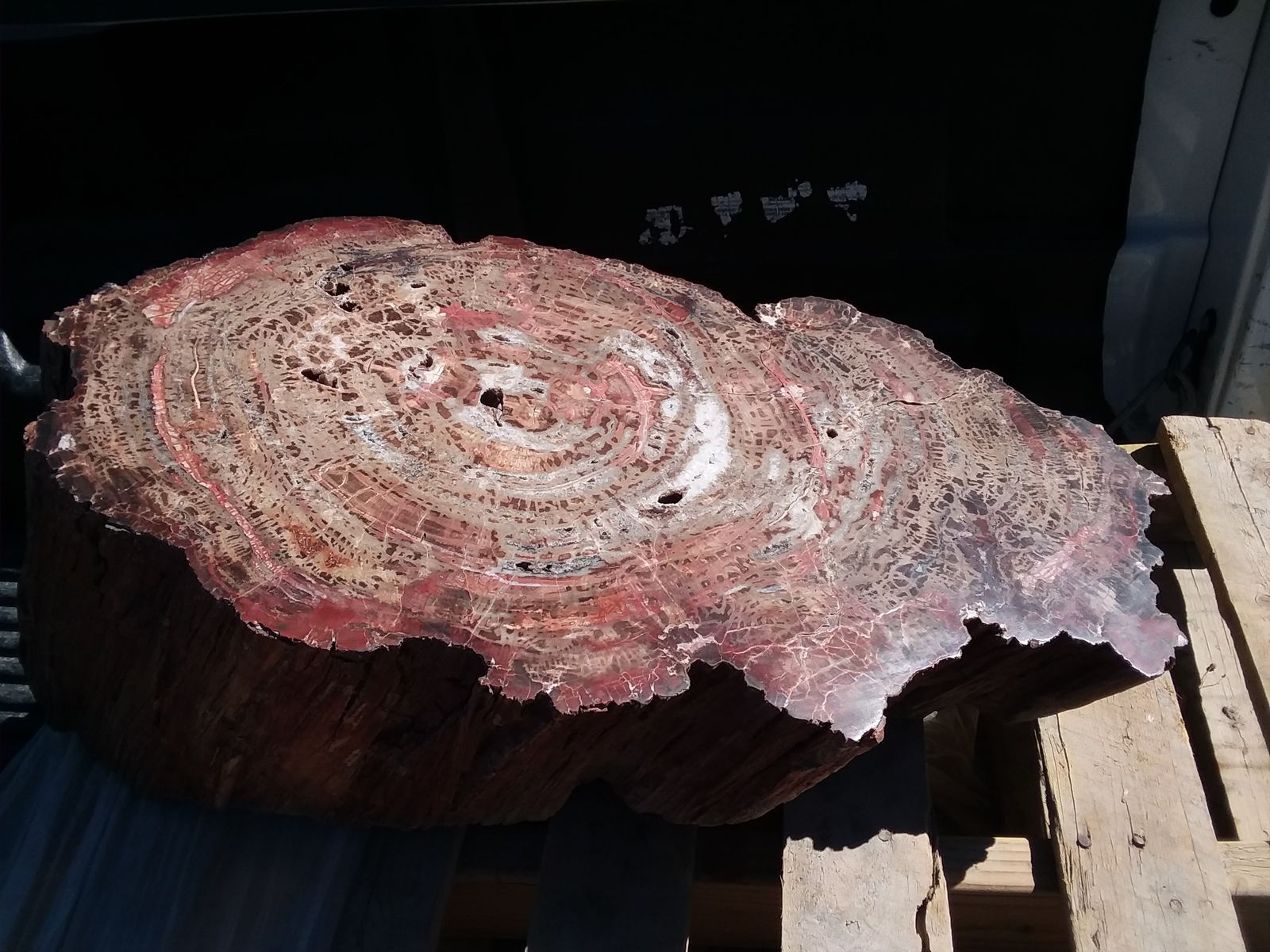 Petrified Wood – Very large polished petrified wood log