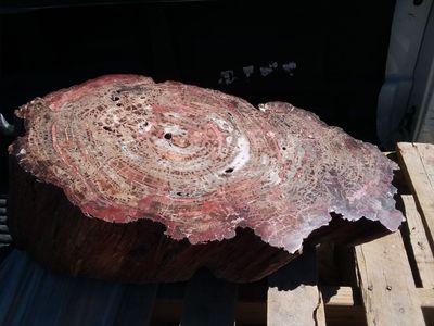 Petrified Wood – Very large polished petrified wood log