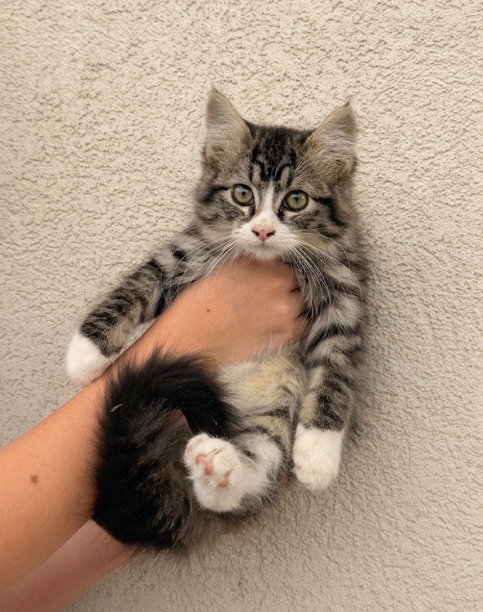 Siberian Forest Kitten 