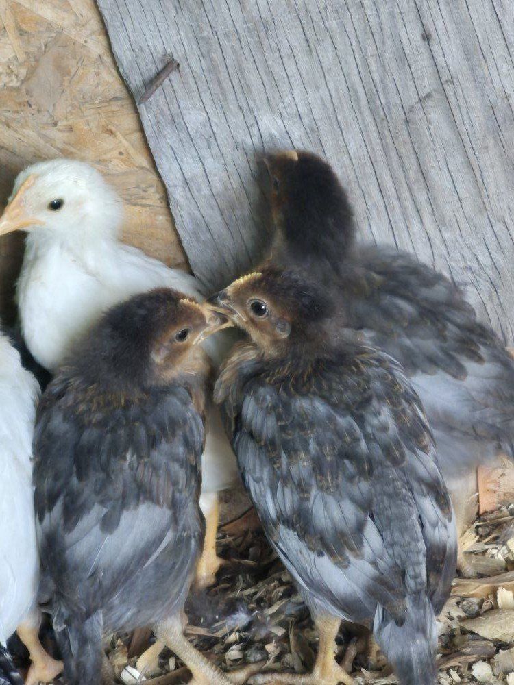 Production blue young pullets 1 month old.