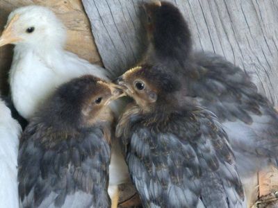 Production blue young pullets 1 month old.