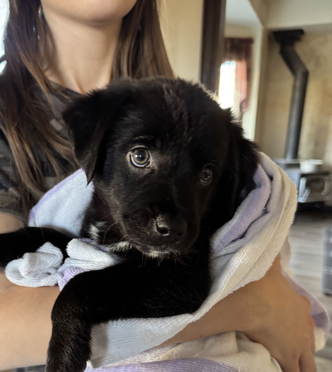 Lab/Aussie puppies