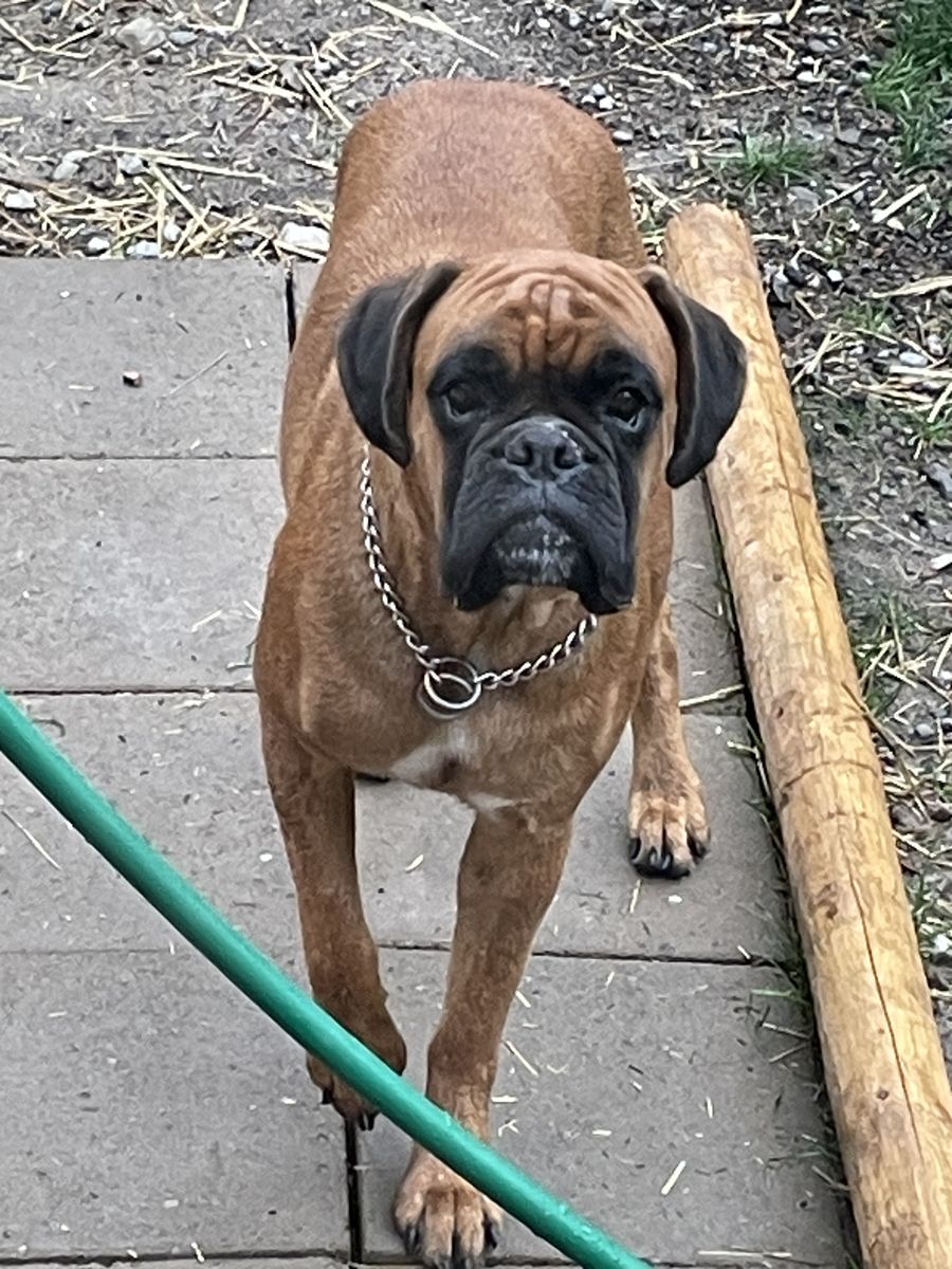 100% European Boxer female.
