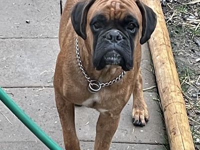 100% European Boxer female.