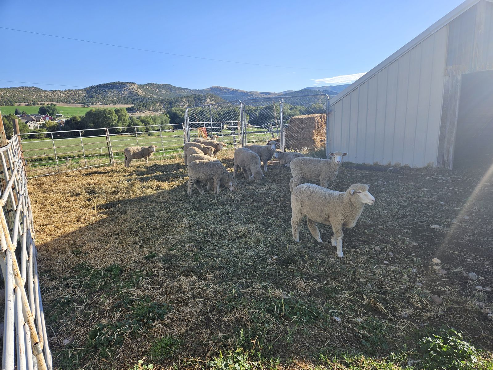 Lambs for sale