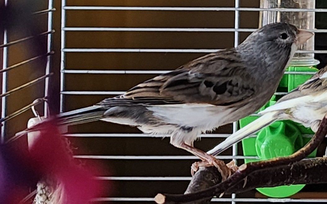 Spanish Timbrado Canary
