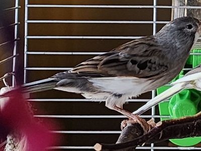 Spanish Timbrado Canary