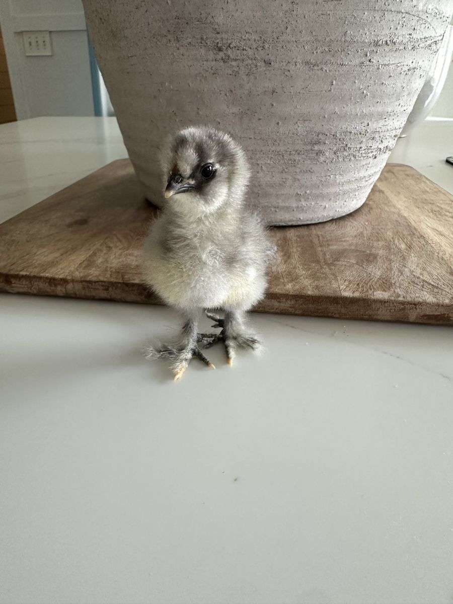 Silkie Chicks