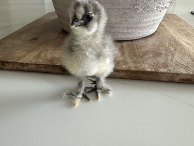 Silkie Chicks