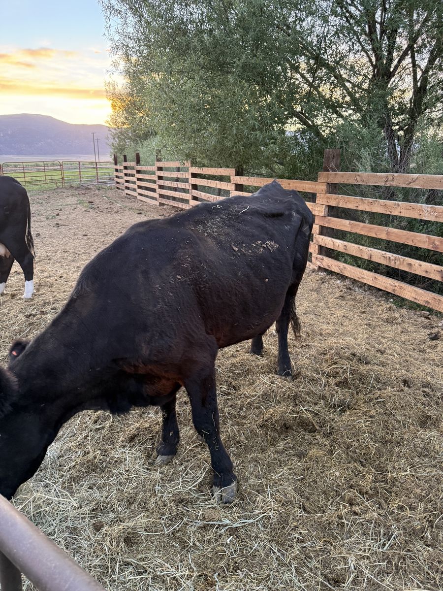 Black Angus Open Cow