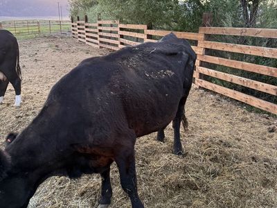Black Angus Open Cow
