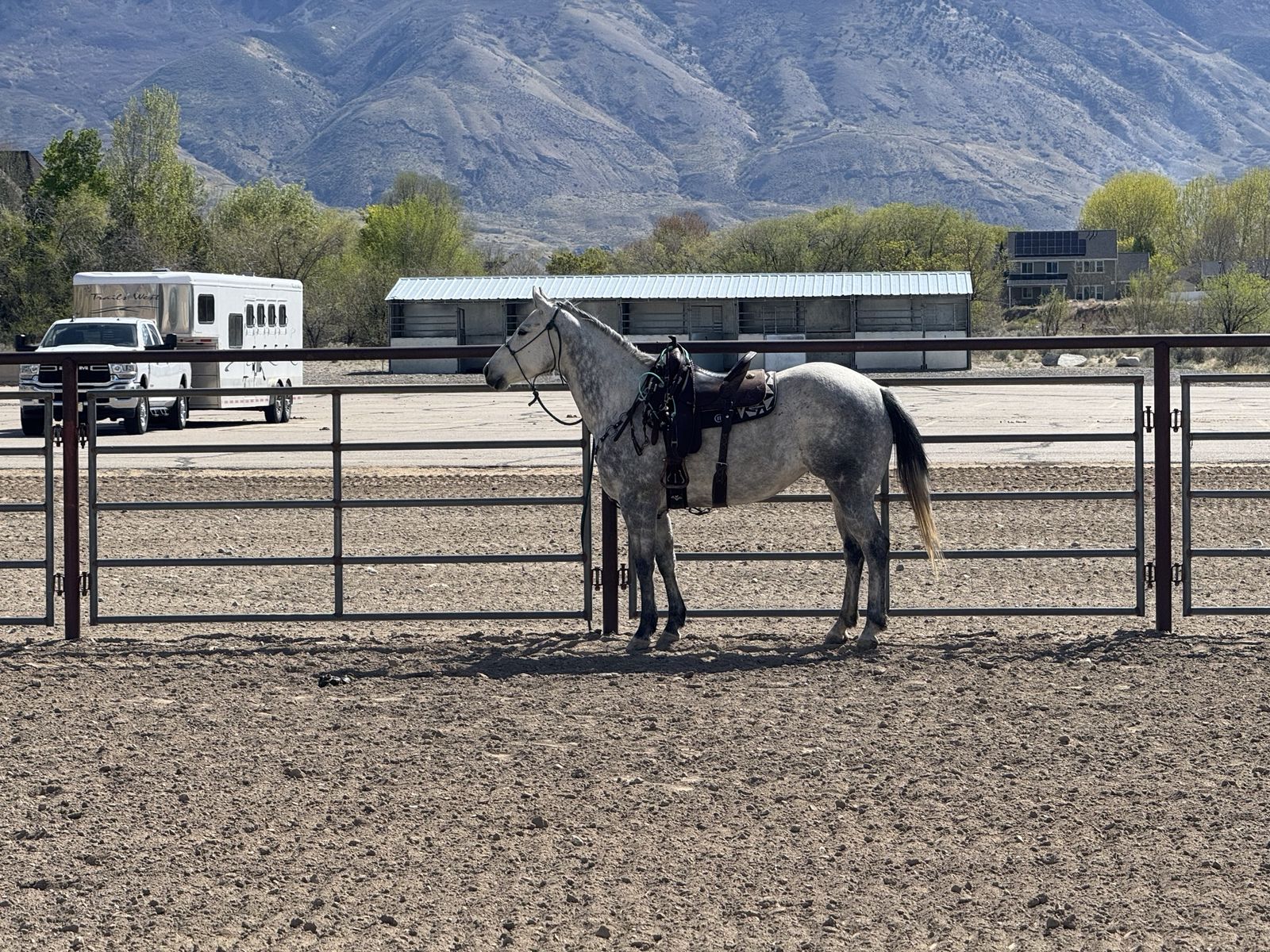 2019 mare in foal to Mr Soul